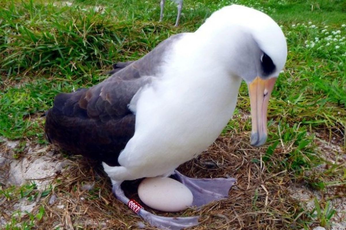 Wisdom, albatros liar 67 tahun yang maish bertelur