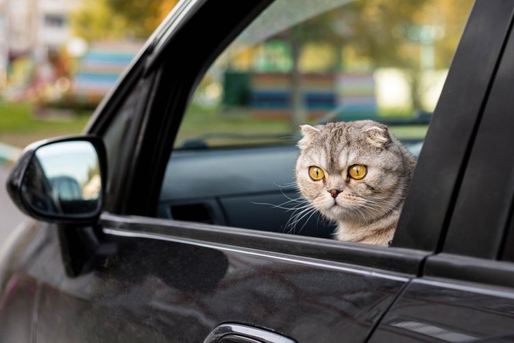 Ilustrasi kucing naik mobil