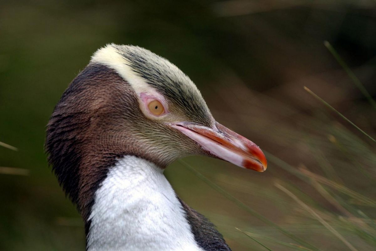 Penguin Mata Kuning