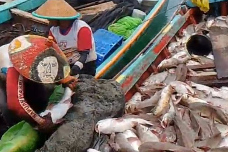  Sejumlah nelayan Pantai Indah Mukomuko, Kabupaten Mukomuko mengambil ikan dalam jaring, Minggu (19/11/2023). 
