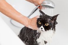 Apakah Semua Kucing Benci Terkena Air?