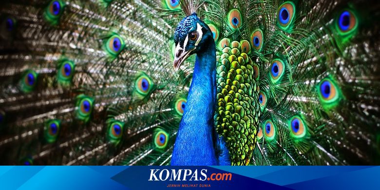 Riset Terbaru: Seberapa Tinggi Burung Merak "Terbang" Menjelajah Langit?