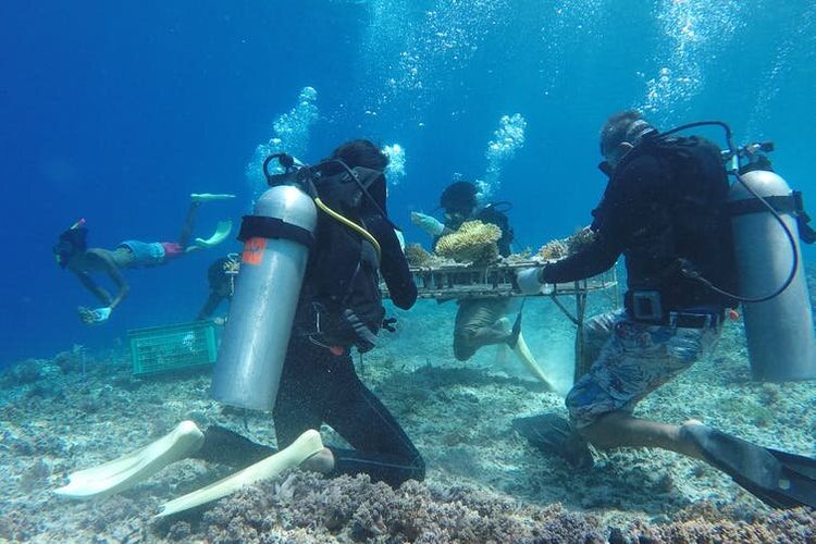 Kegiatan restorasi gotong royong yang dilakukan oleh kelompok masyarakat Pokdarwis Tramena dan Pormaswas Gili Matra di Gili Trawangan, Lombok NTB