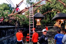 Pohon Tumbang Timpa Pura di Buleleng, Kerugian Ditaksir Ratusan Juta Rupiah