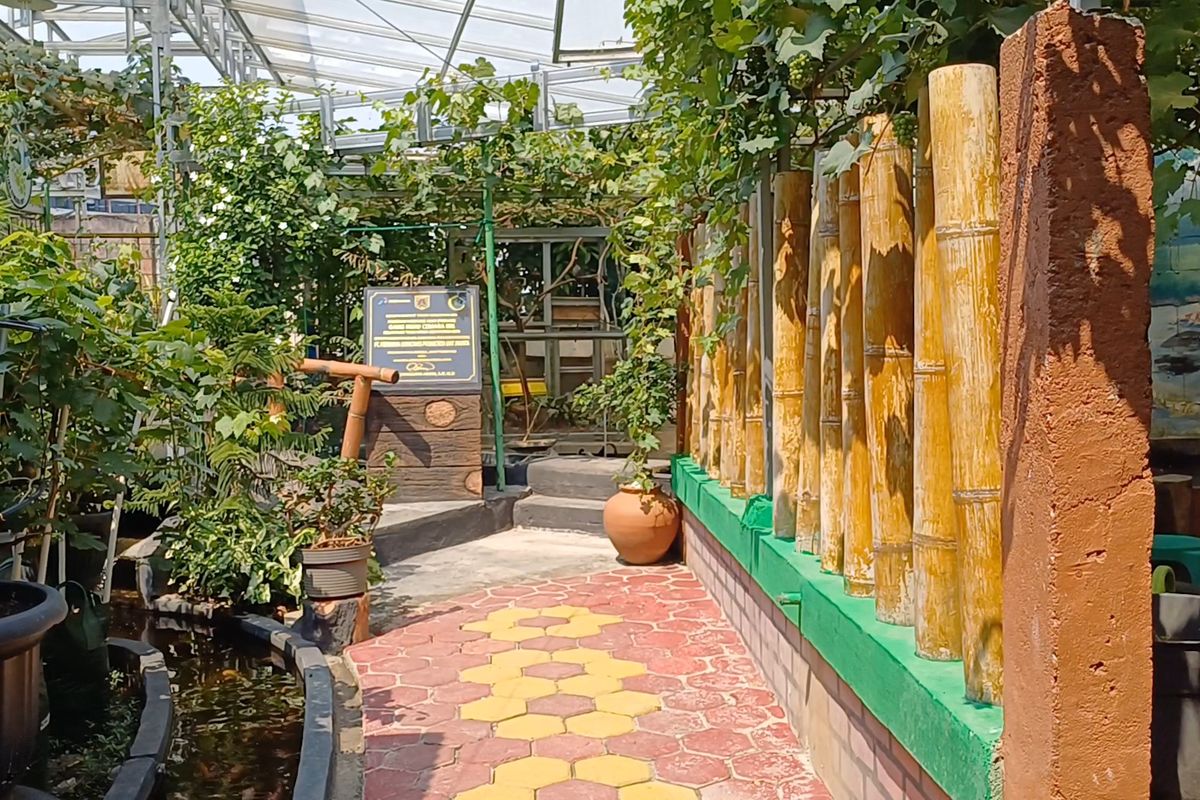 Kebun untuk budidaya anggur yang dikelola Dany Arwanto bersama Warga RT 07 RW 01 Tugu Utara, Koja, Jakarta Utara.