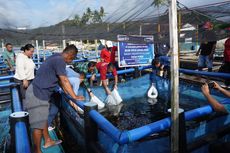 Kementerian KP Latih BUMDes Ambon Kembangkan Usaha Budidaya Ikan