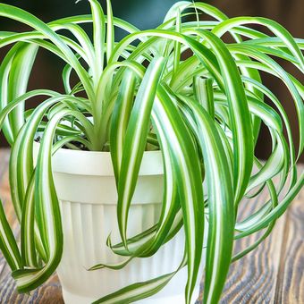 Ilustrasi tanaman laba-laba atau spider plant. 