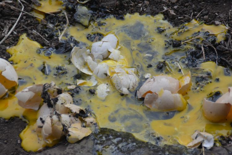 Sejumlah telur ayam yang sudah diinjak kaum perempuan yang menikah dengan lelaki Suku Saghe sebelum masuk Mbaru Gendang atau rumah adat Suku Saghe sebagai tanda sah sebagai anggota Suku Saghe, Jumat (2/11/2018).