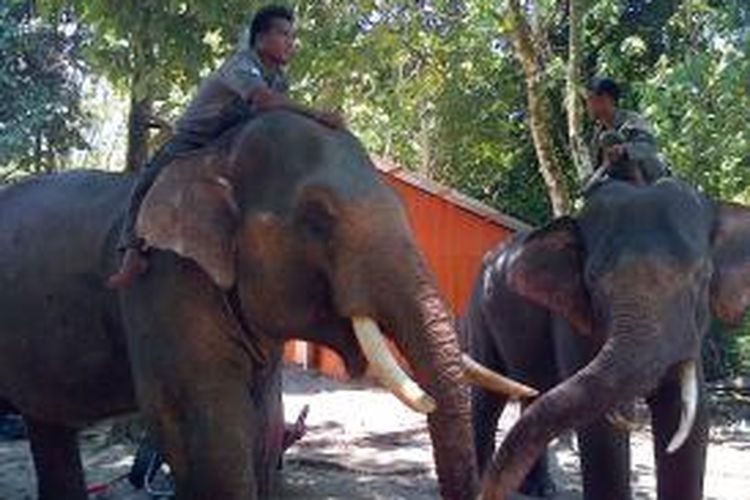 Ilustrasi: Dua ekor gajah sumatera jinak sedang berlatih di sebuah komplek CRU di Aceh. Gajah-gajah jinak ini digunakan sebagai polisi untuk mengusir gajah liar yang mengusik kebun warga. Tapi sayang, kini hanya ada 2 CRU saja di Aceh, sehingga konflik satwa-manusia masih sering terjadi di aceh, terutama konflik gajah. ***** K12-11