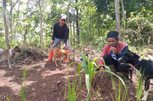 Sering Jumpai Macan Tutul, Pemburu Babi di Garut Minta Pemerintah Turun Tangan