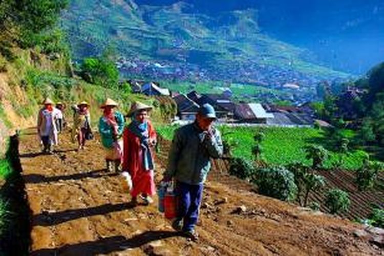 Setiap pagi petani Dieng mendaki bukit menuju ladang kentang.