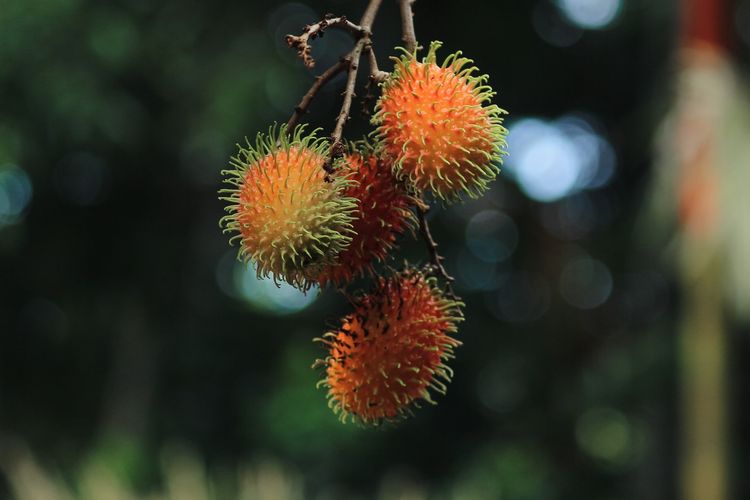 Ilustrasi rambutan, pohon rambutan.