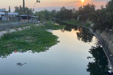 Buaya Muncul di Sungai Pergudangan Sidoarjo, Tak Ganggu Pekerja