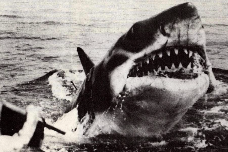 Hiu dalam film Jaws (1975).