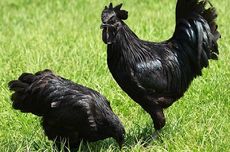 Mengapa Ayam Cemani Punya Bulu, Mata, dan Kulit Berwarna Hitam?