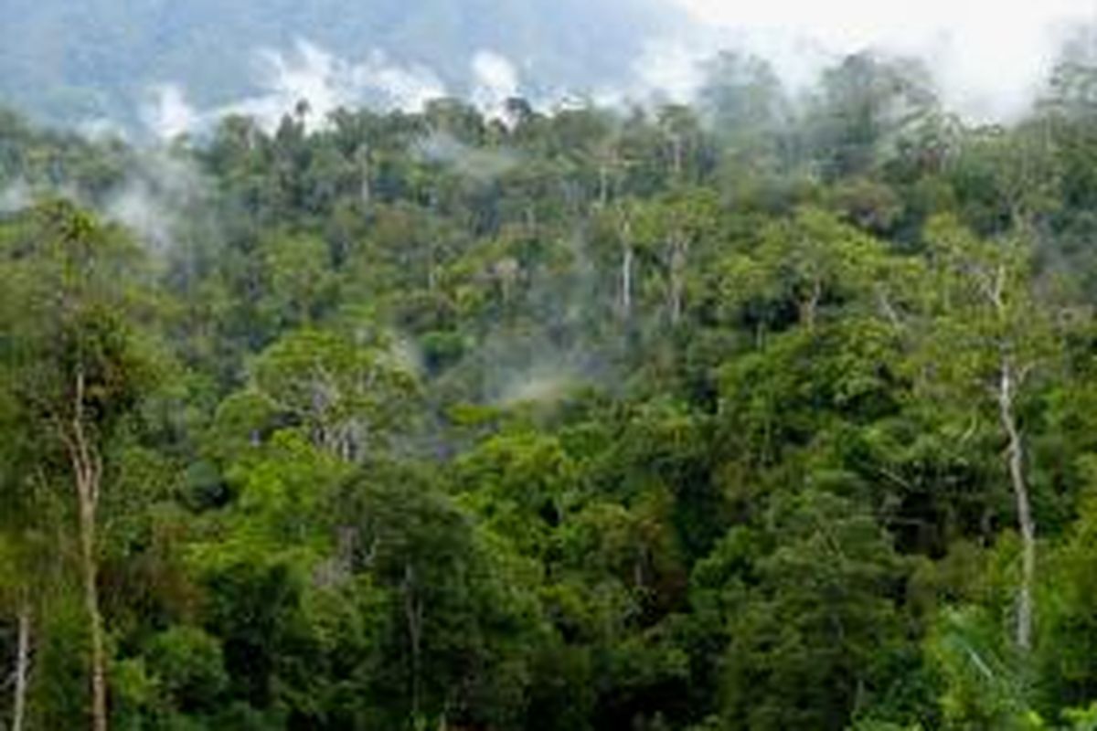 Bentang hutan di wilayah konsesi PT Sumalindo Lestari Jaya 2, Long Bagun, Kutai Barat, Kalimantan Timur.