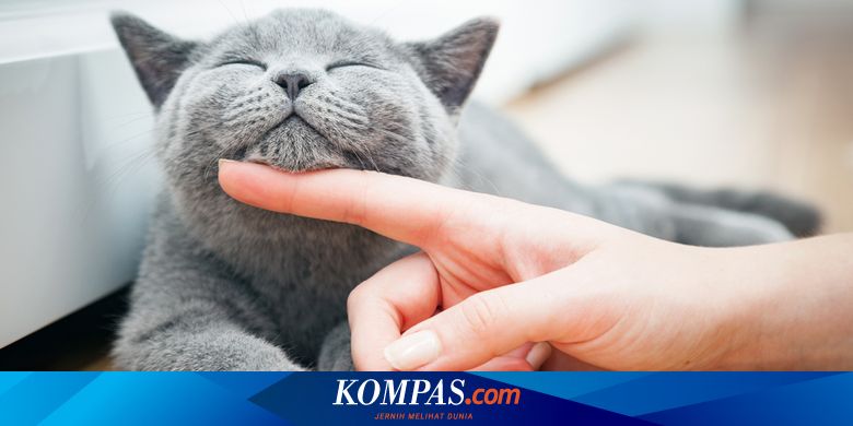 Mitos Atau Fakta Bulu Kucing Bikin Wanita Susah Hamil Halaman All Kompas Com