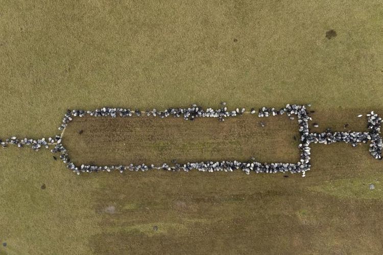 Ratusan domba dan kambing berdiri bersama di Schneverdingen, Jerman, saat hewan-hewan ini diarahkan membentuk jarum suntik berukuran sekitar 100 meter untuk mempromosikan vaksinasi terhadap Covid-19, Senin (3/1/2022).