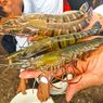 RI Bisa Maksimalkan Ekspor Udang ke Jepang dan Malaysia setelah AS Patok Tarif Impor Tinggi