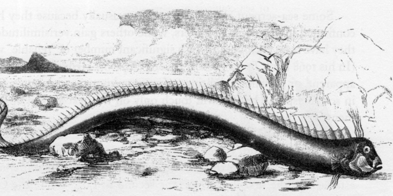 Oarfish yang terdampar di pantai Bermuda pada tahun 1860. Hewan itu memiliki panjang 16 kaki dan awalnya digambarkan sebagai ular laut.