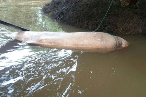 Seekor Pesut Mahakam Ditemukan Mati di Perairan Kukar