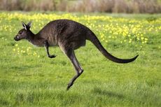 Dilompati Kanguru, Implan Payudara Wanita Ini Pecah 