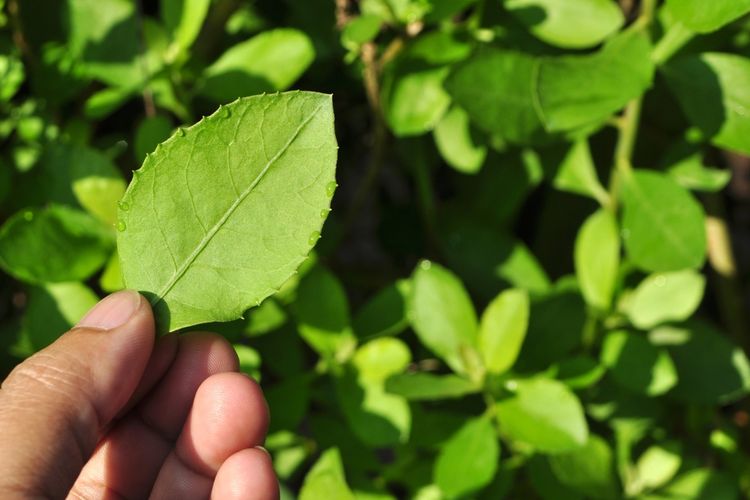 Ilustrasi daun Beluntas (Pluchea indica) yang dapat dimanfaatkan sebagai bahan pembuatan pestisida nabati. 