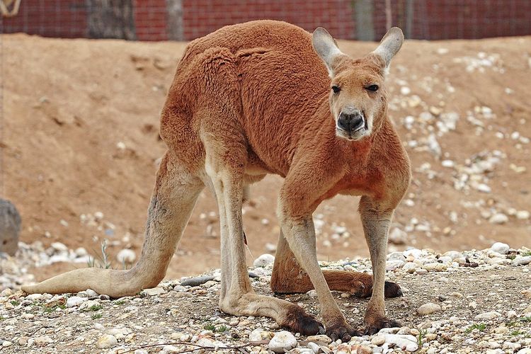 Ilustrasi kanguru merah 