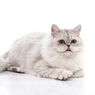 5 Cara Membiakkan Kucing Persia