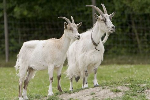 Dompet Dhuafa Gandeng Milenial Kembangkan Peternakan Kambing