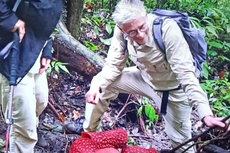 2 Bunga Bangkai Raksasa yang Langka Mekar di Agam Sumatera Barat