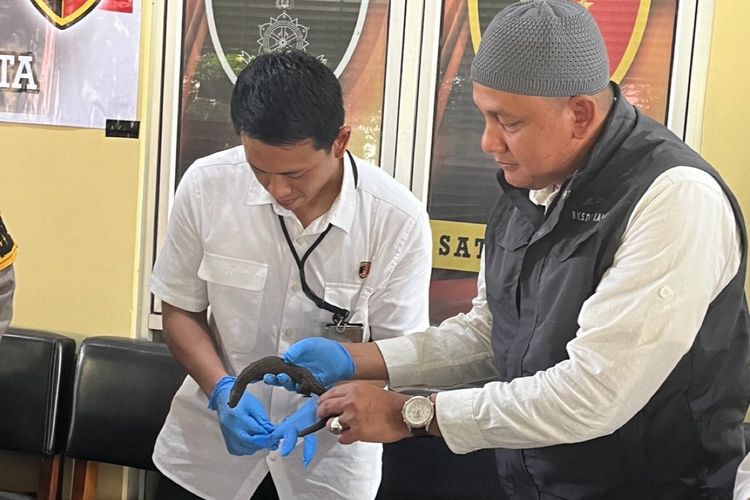 Pengiriman 40 ekor biawak tanpa telinga (Lanthanotus borneensis) dari Kota Pontianak, Kalimantan Barat (Kalbar) ke Semarang, Jawa Tengah (Jateng) digagalkan polisi, Rabu (13/3/2024).