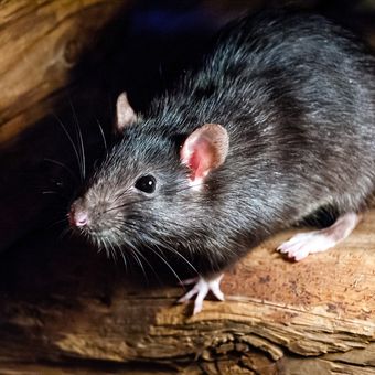 Ilustrasi tikus, serangan tikus merajalela di Queensland dan New South Wales, Australia. Ribuan tikus bermunculan diduga karena panen gandum.