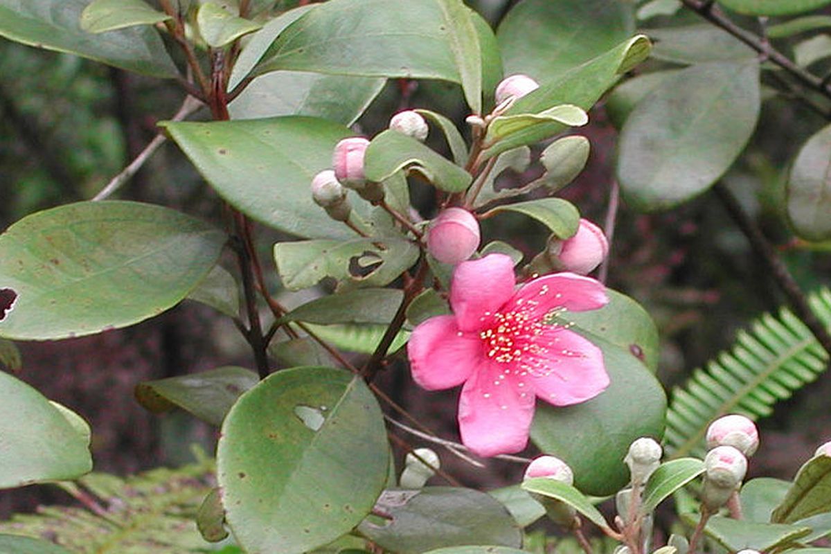 Ilustrasi tanaman kemunting atau karamunting (Rhodomyrtus tomentosa), daun kemunting.