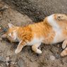 Kucing Tiba-tiba Melintas, Lima Kendaraan di Jogja Terlibat Kecelakaan Beruntun