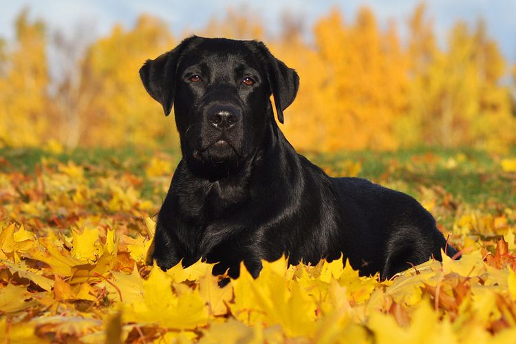 Ilustrasi ras anjing Labrador Retriever warna hitam.