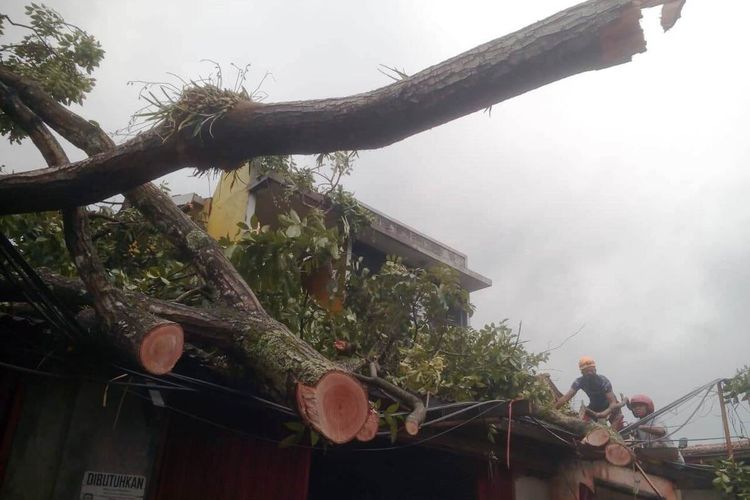 Seorang petugas tengah memangkas batang pohon yang tumbang dan menimpa bangunan bengkel di ruas jalan raya Cipanas, Kabupaten Cianjur, Jawa Barat, Senin (16/11/2020). Akibatnya, arus kendaraan sempat mengalami kemacetan panjang dari kedua arah.