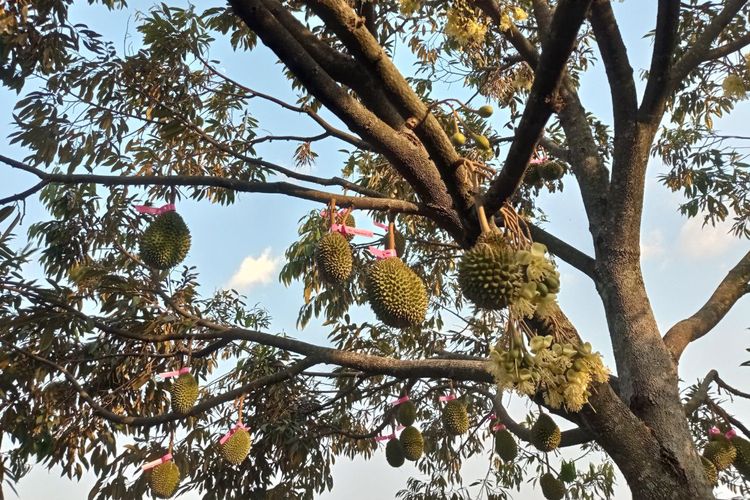 Durian musang king di Tana Durian Klaten sudah dipesan pelanggan saat masih di pohon seperti ini.