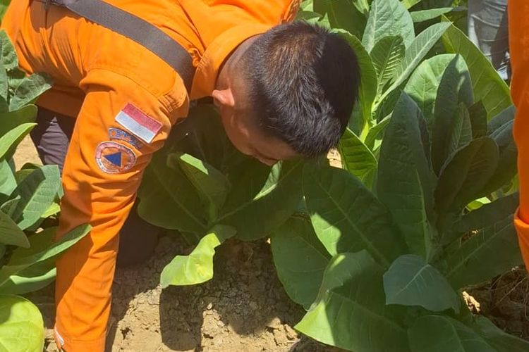 Misterius, Lahan Tembakau di Sampang Keluarkan Suara Gemuruh Air dari Dalam Tanah
