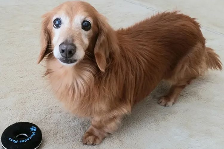 Funny, anjing tertua di dunia yang masih hidup