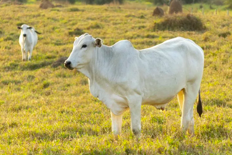 Sapi termahal di dunia