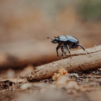 Ilustrasi kumbang.