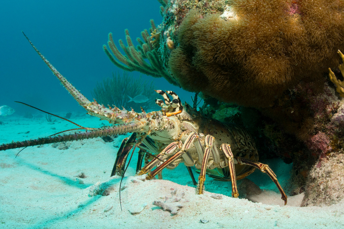Ilustrasi Lobster Duri yang memanfaatkan medan magnet untuk bermigrasi
