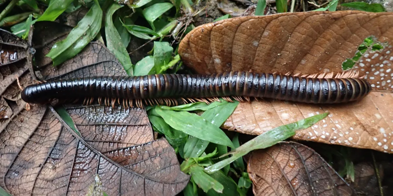 Kaki seribu raksasa yang ditemukan kembali di hutan Madagaskar