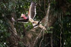 Rangkong Gading, Maskot dari Kalimantan Barat dan 7 Fakta Unik Lainnya