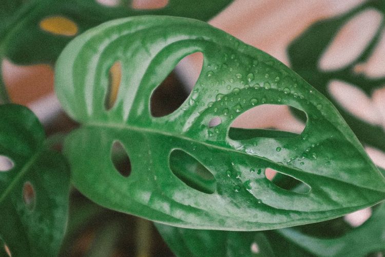 Ilustrasi tanaman hias Monstera adansonii atau janda bolong. 