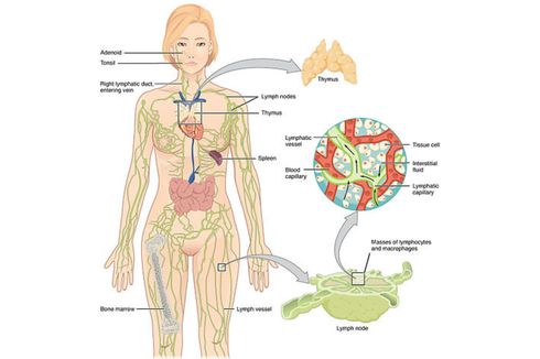 Mengenal 6 Komponen Sistem Limfatik pada Tubuh Manusia