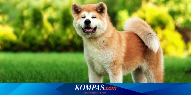 Perbedaan akita dan shiba inu sales