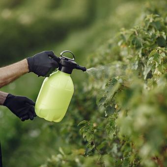 Consejo, cómo hacer fertilizante natural líquido a partir del arroz sobrante