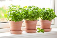 Cara Menanam Tanaman Herbal di Pot agar Tumbuh Subur